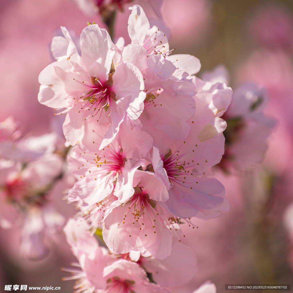 樱花