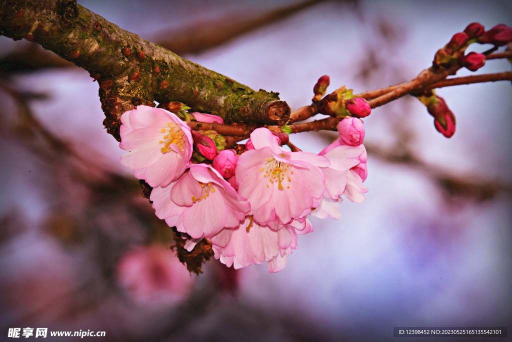樱花