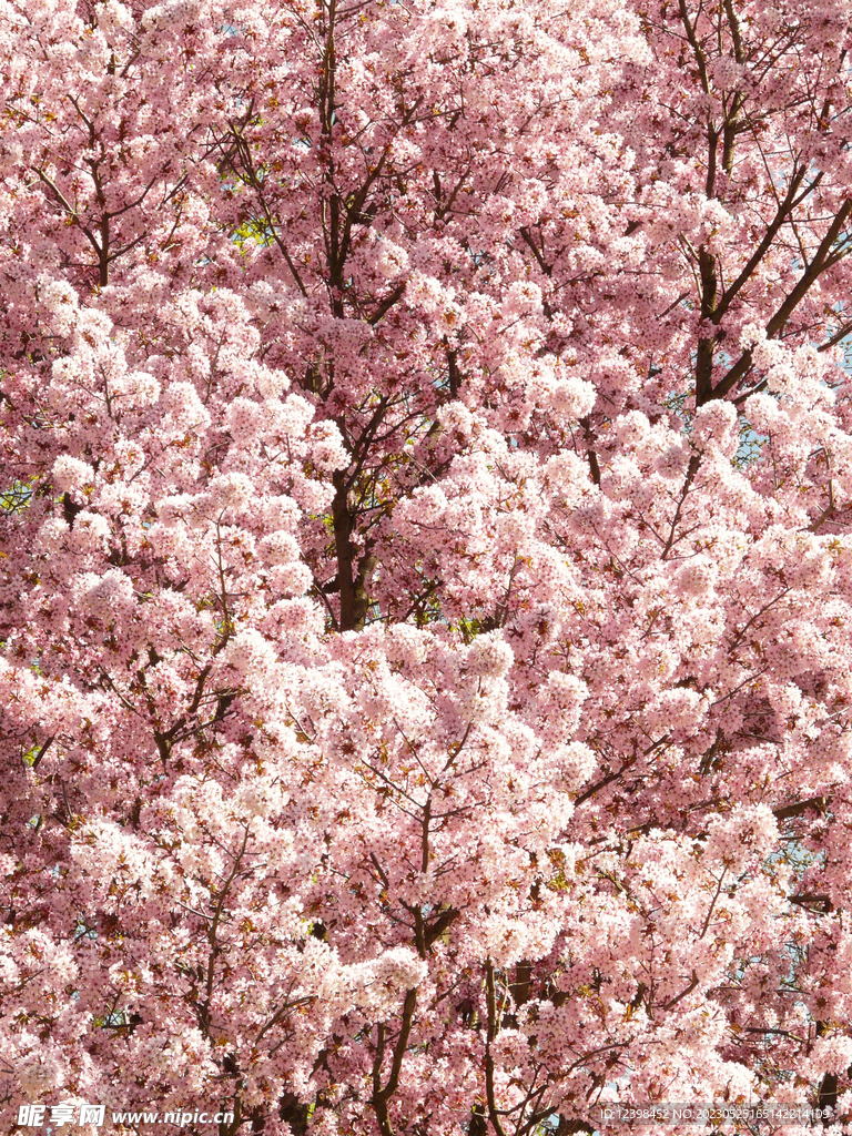樱花