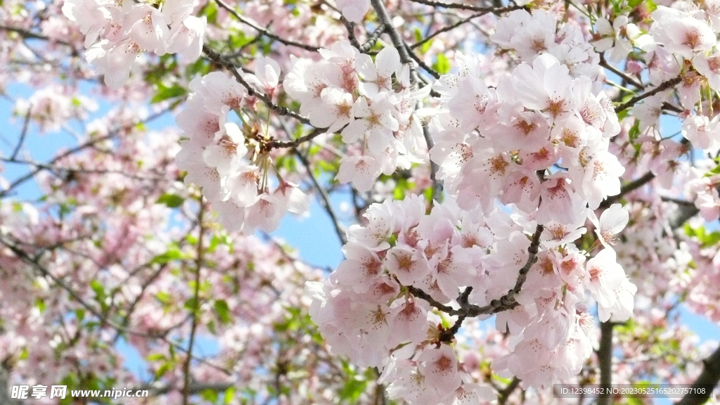 樱花