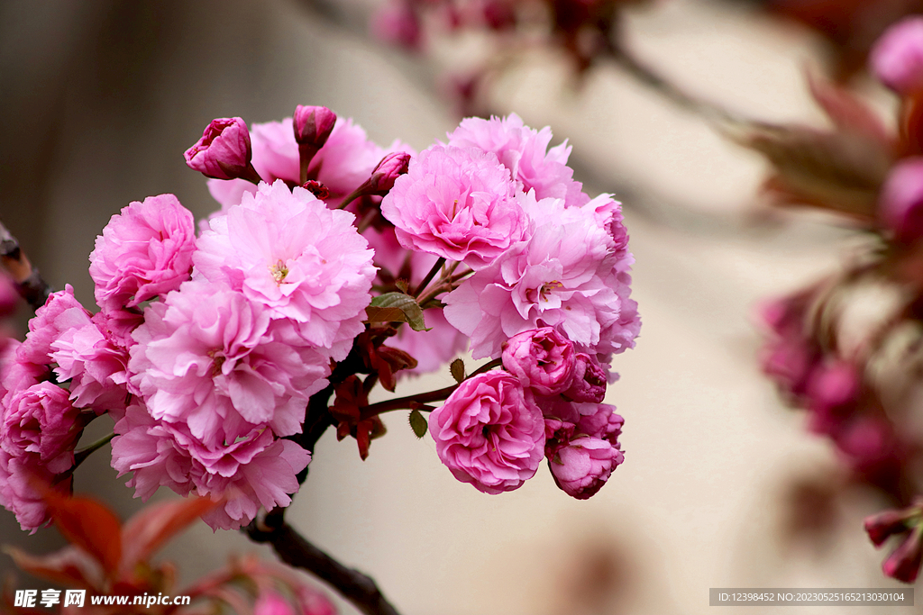 樱花