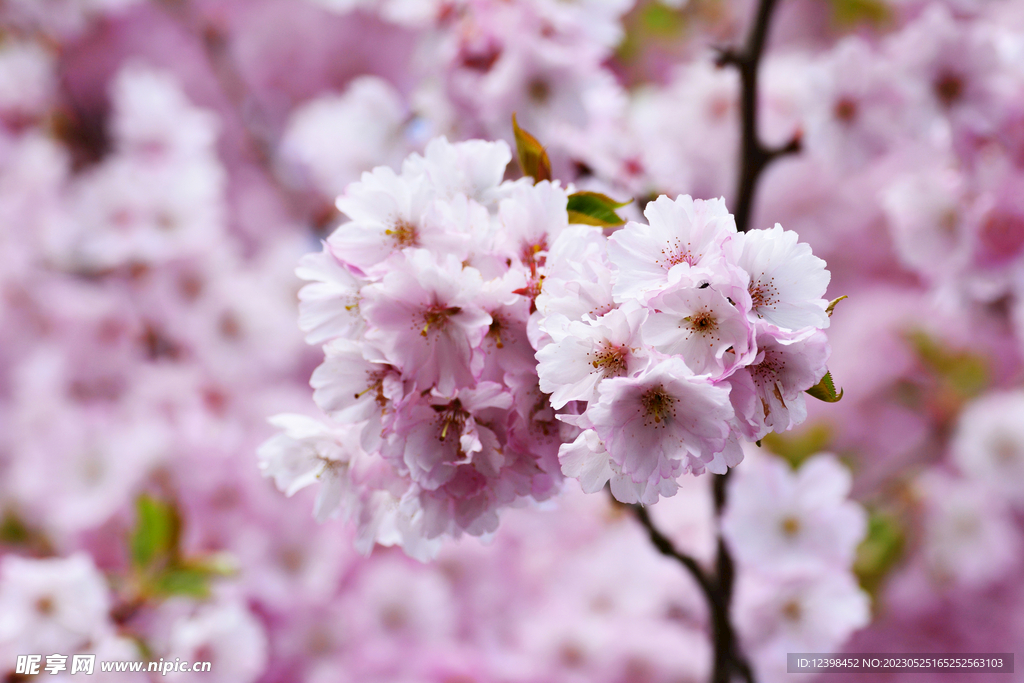 樱花