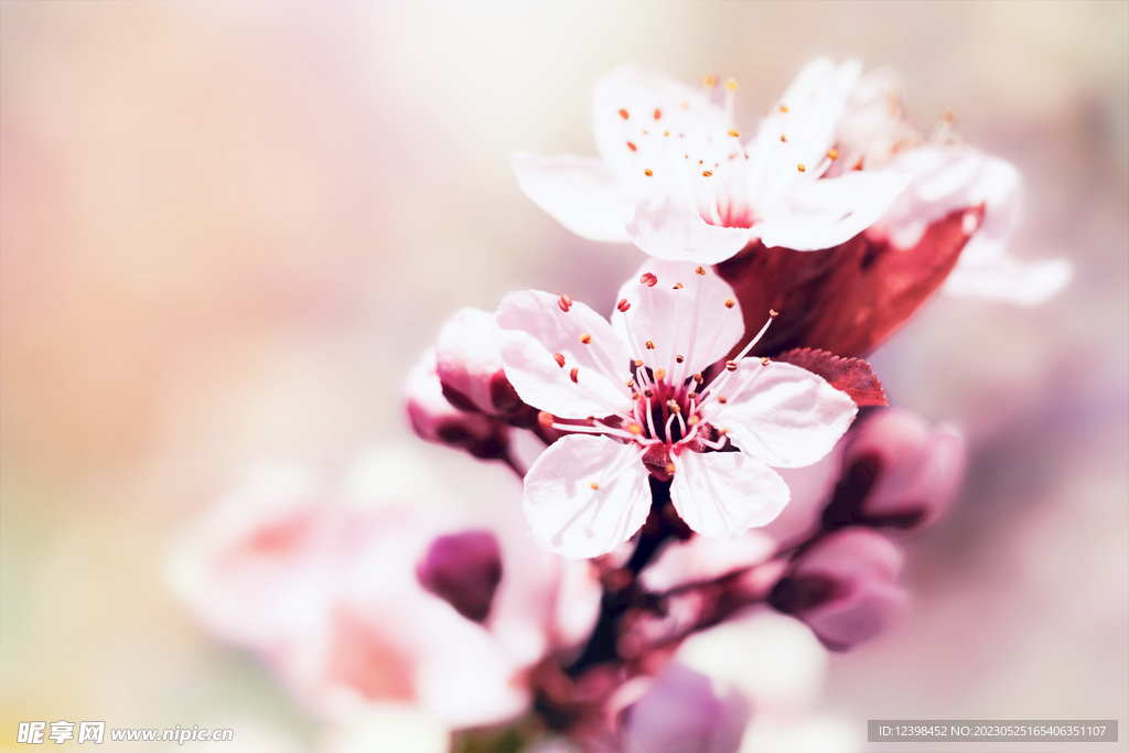 樱花