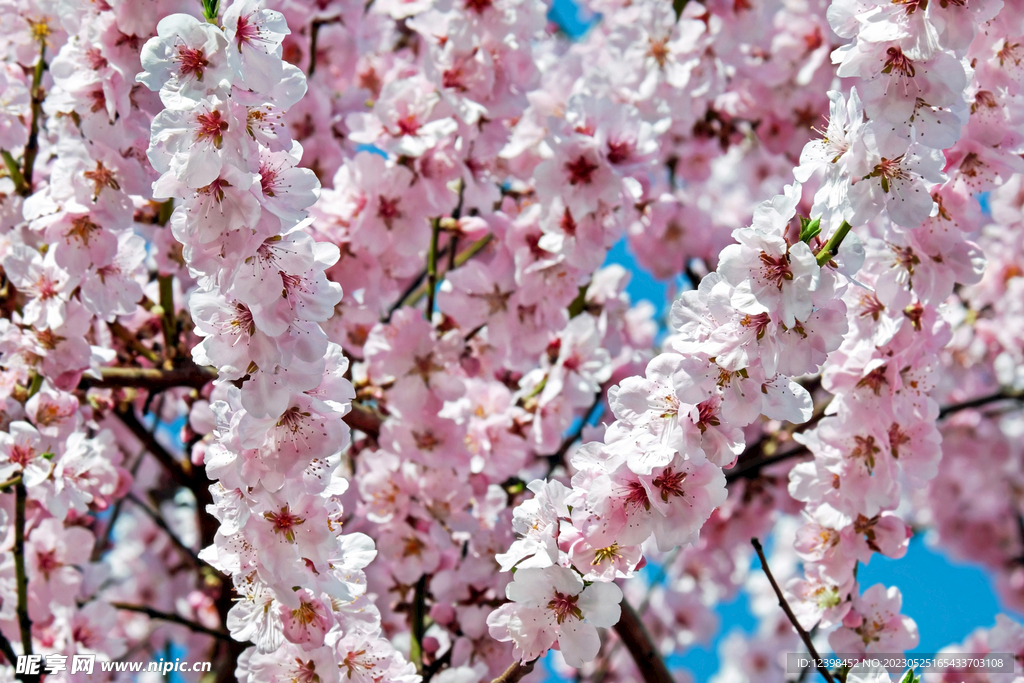 樱花