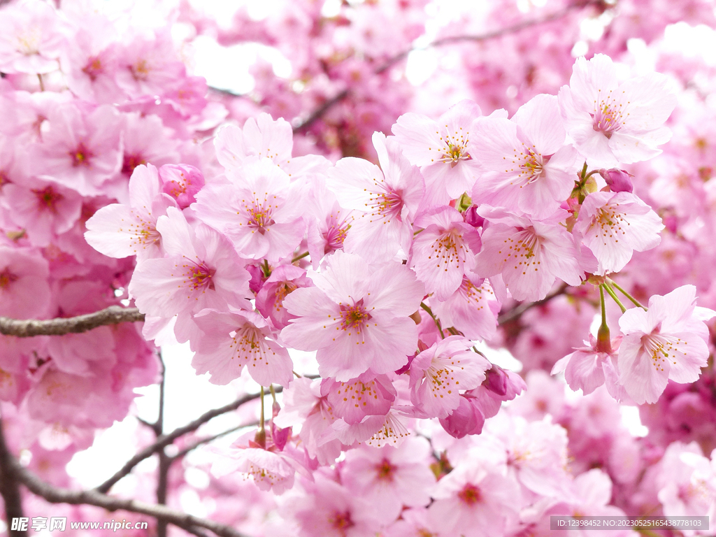 樱花