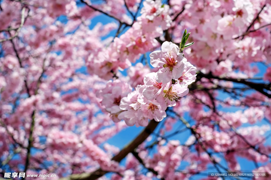 樱花