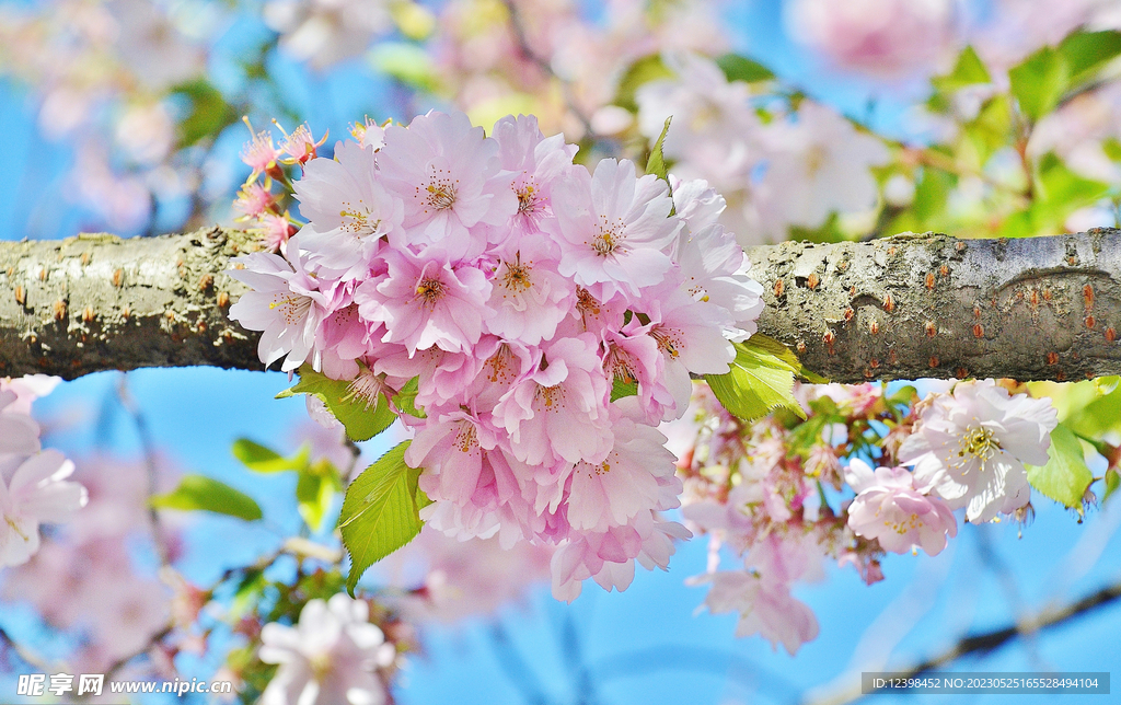 樱花