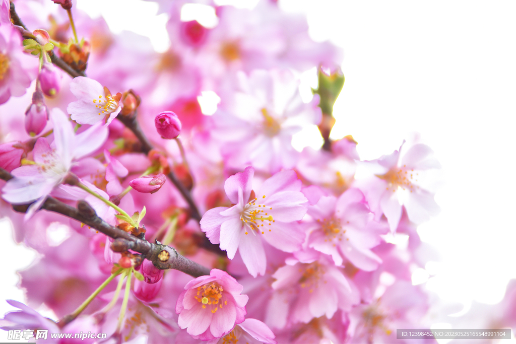 樱花