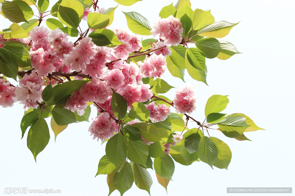 樱花