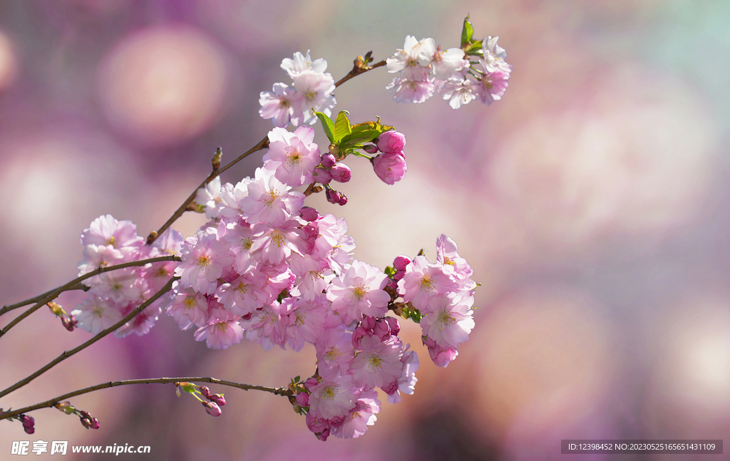 樱花