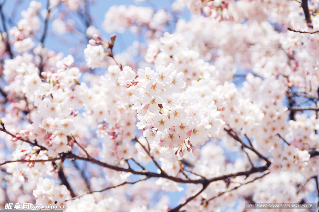 樱花