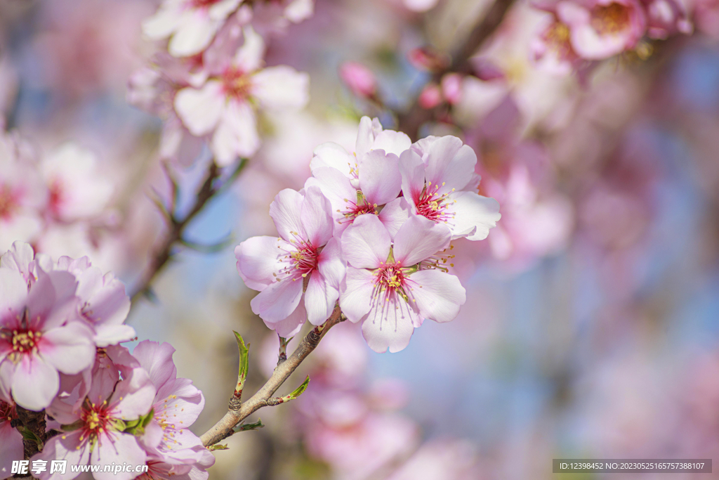 樱花