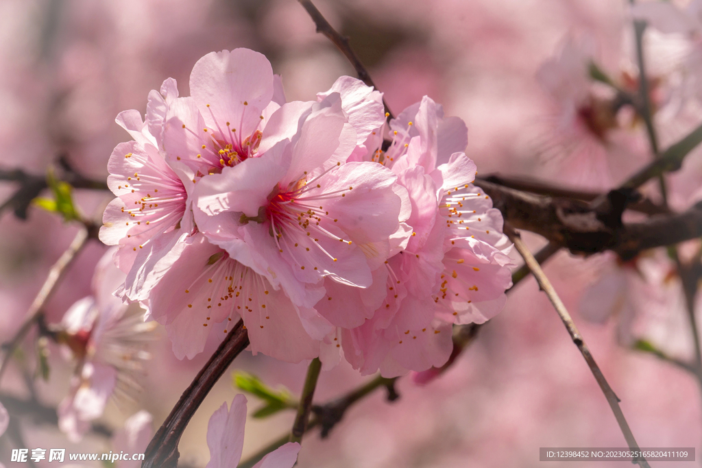 樱花