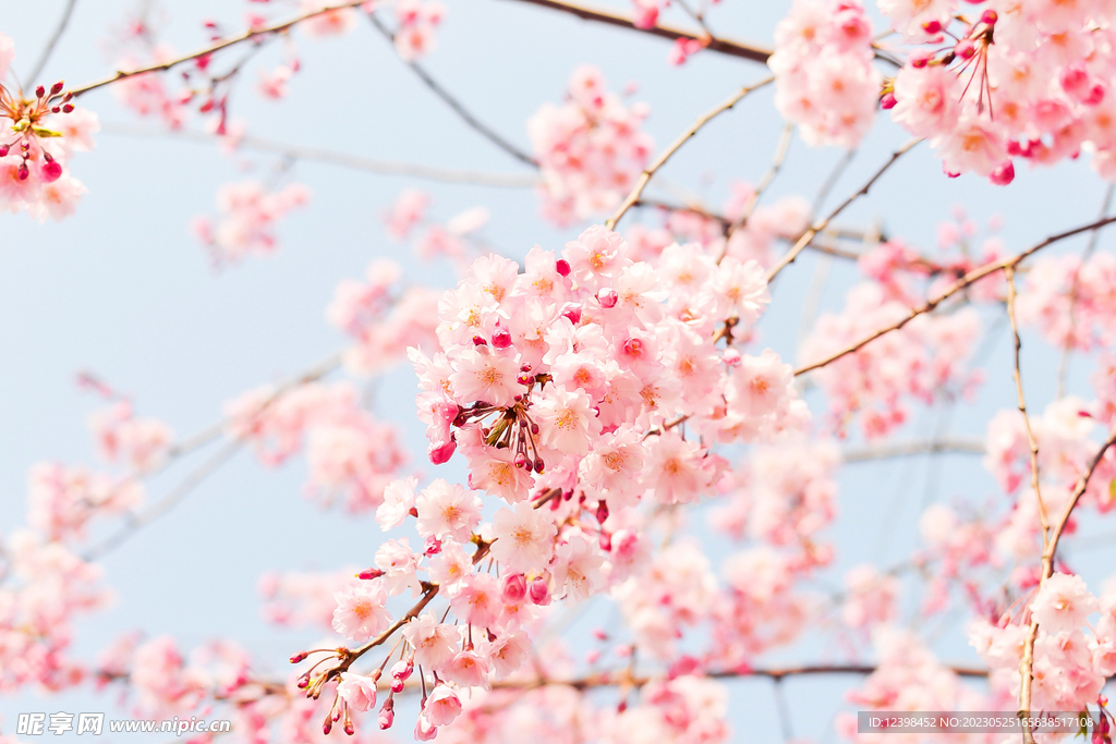 樱花
