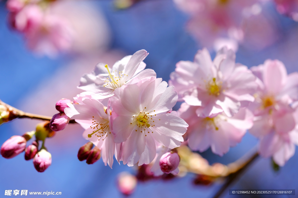 樱花