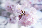 漂亮樱花