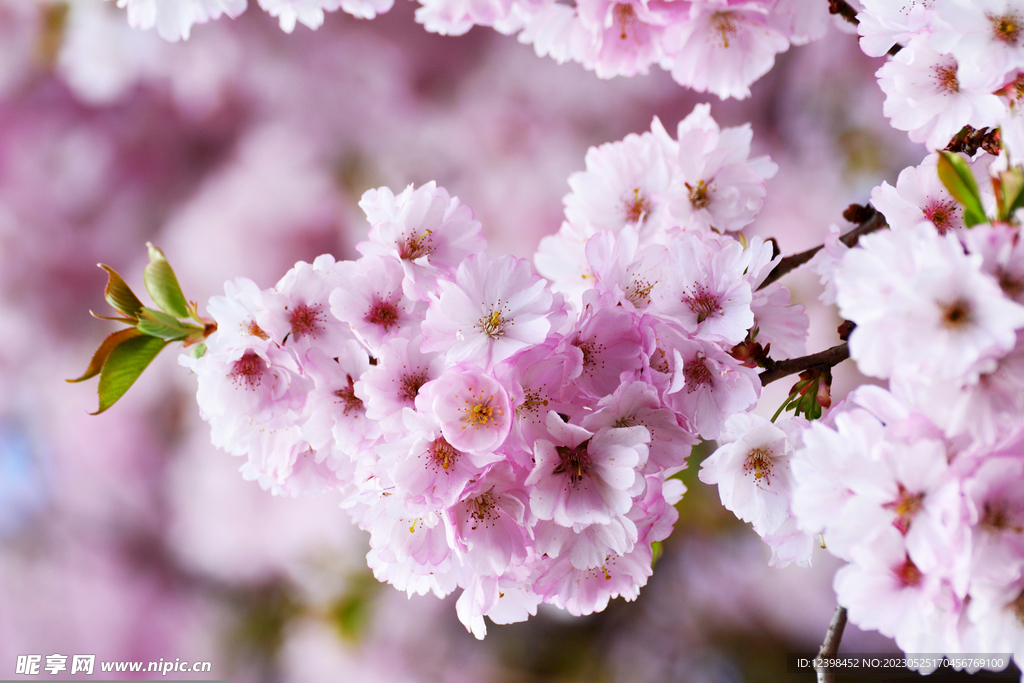 樱花