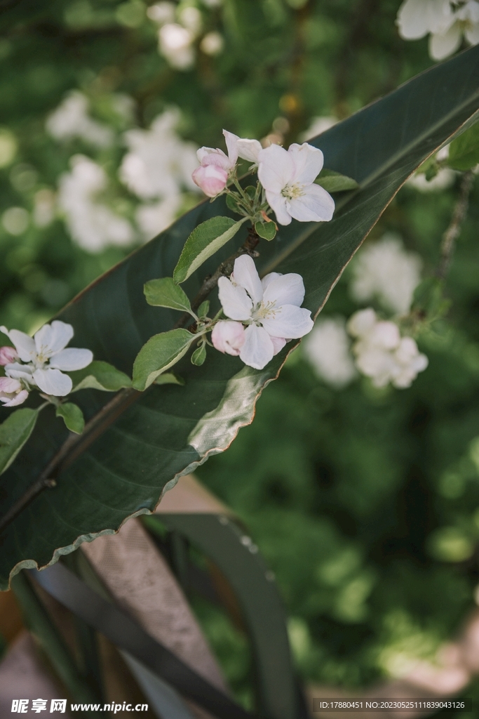 苹果花