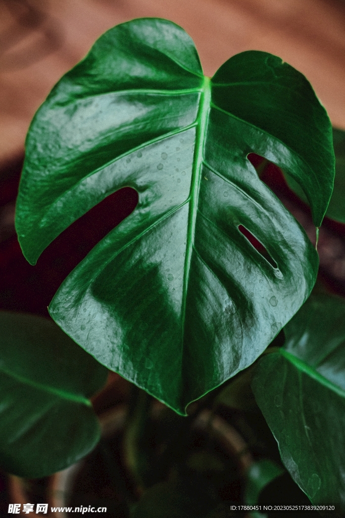 龟背竹