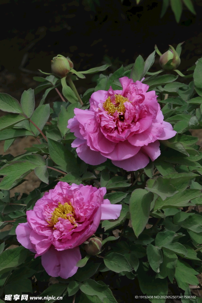 牡丹花