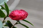 茶花