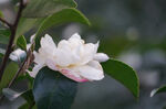 茶花