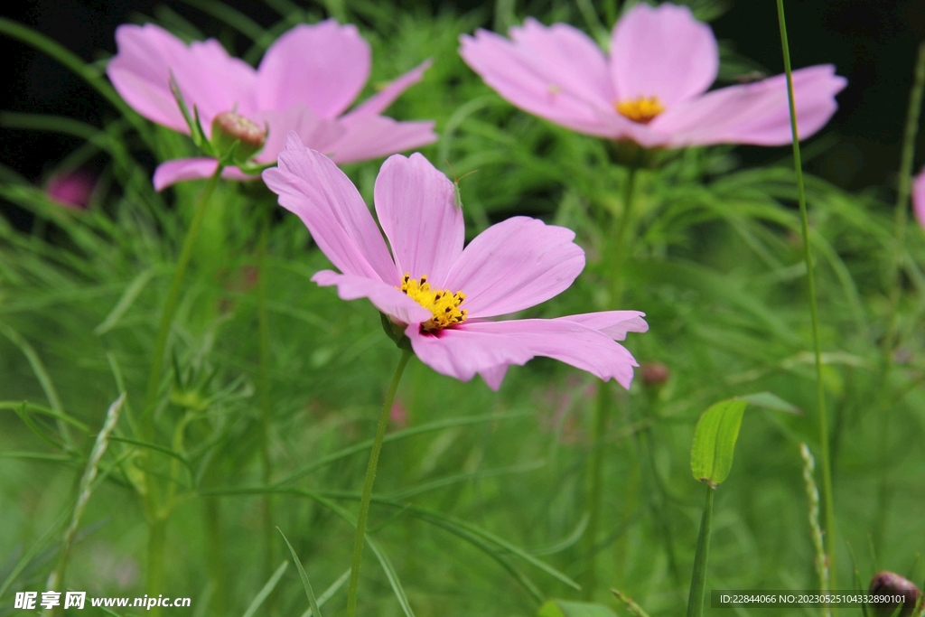 花