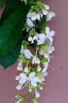 金银花