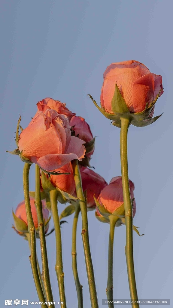 玫瑰花