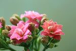 长寿花