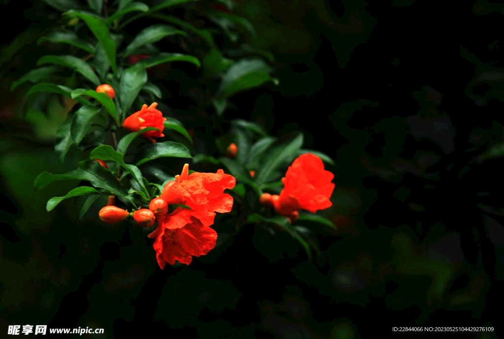 石榴花