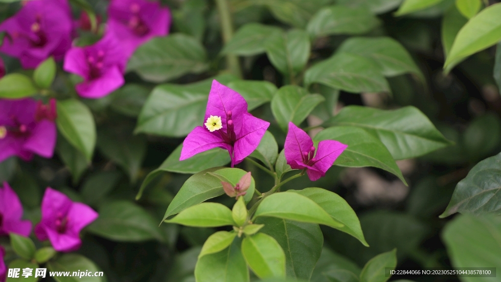 花