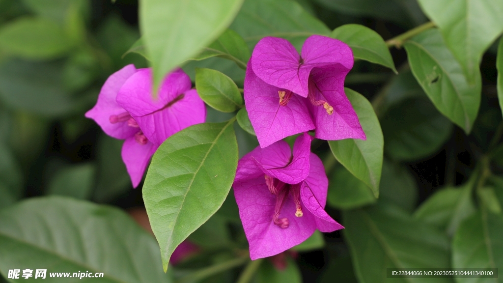 花