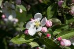 苹果花