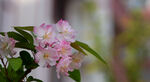 苹果花