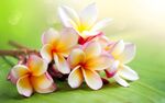 鸡蛋花