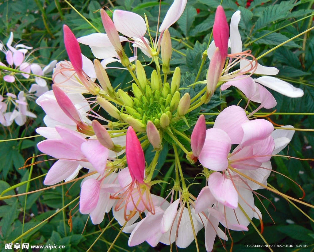 花