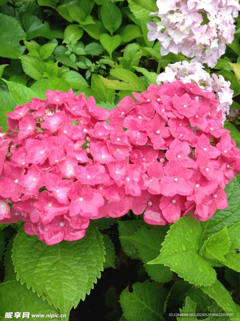 绣球花
