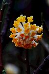 结香花