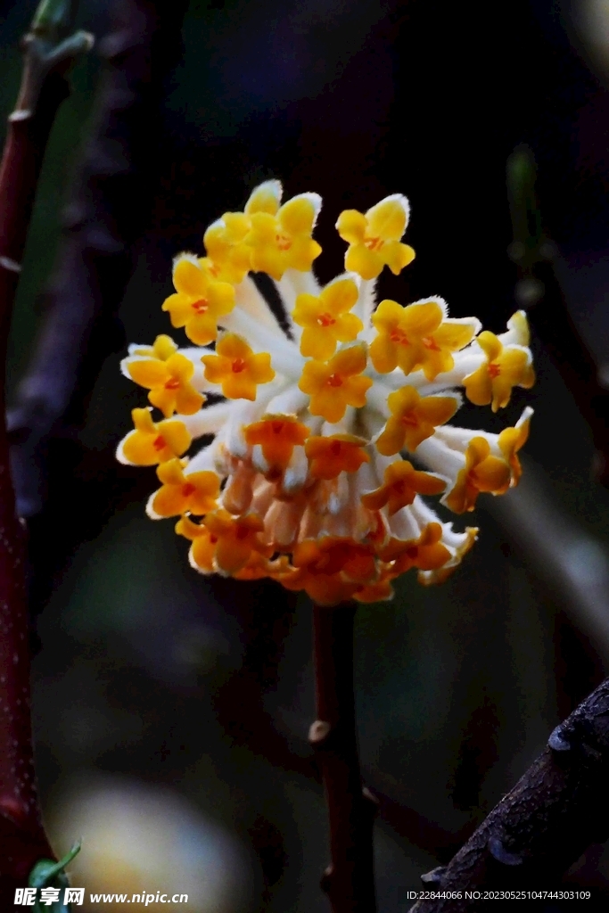 结香花