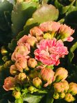 长寿花