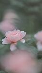 茶花