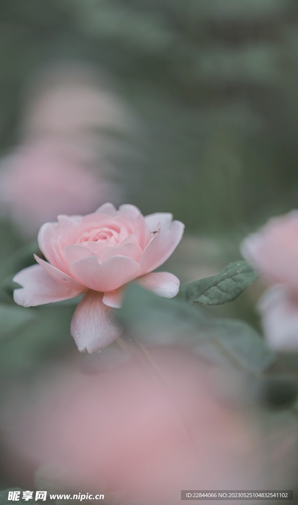 茶花