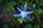 星星花