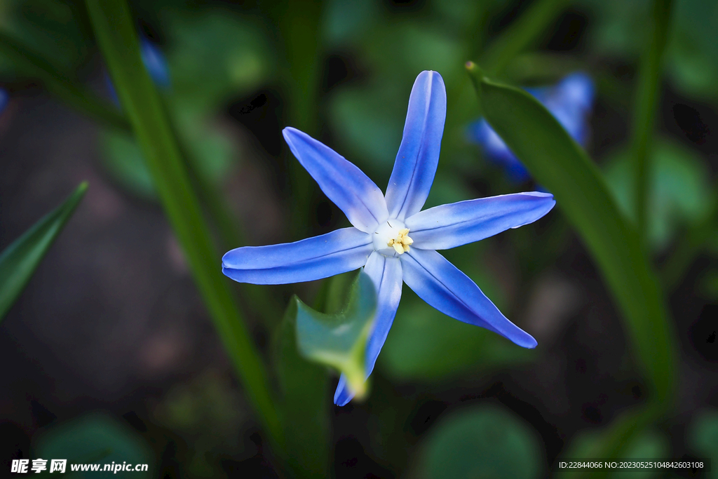 星星花