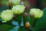 沙漠之花