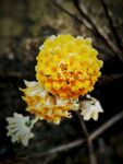 结香花