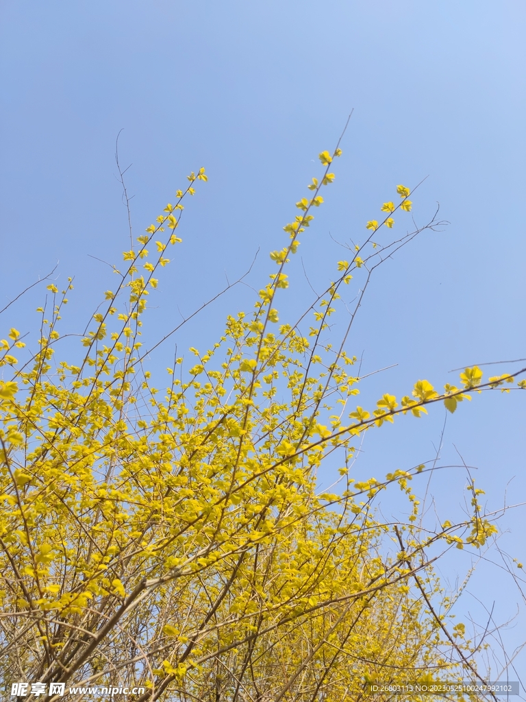 嫩芽