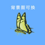 蝴蝶