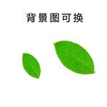 绿叶